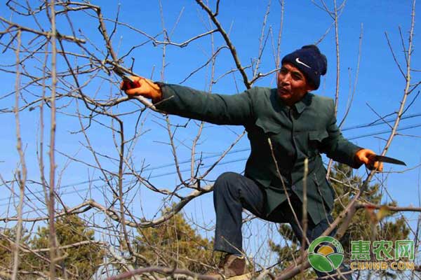 冬季如何修剪苹果树？-图片版权归惠农网所有