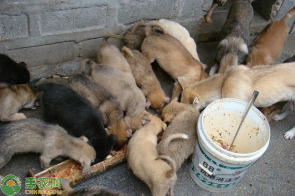 肉狗养殖技术方法以及管理要点-图片版权归惠农网所有