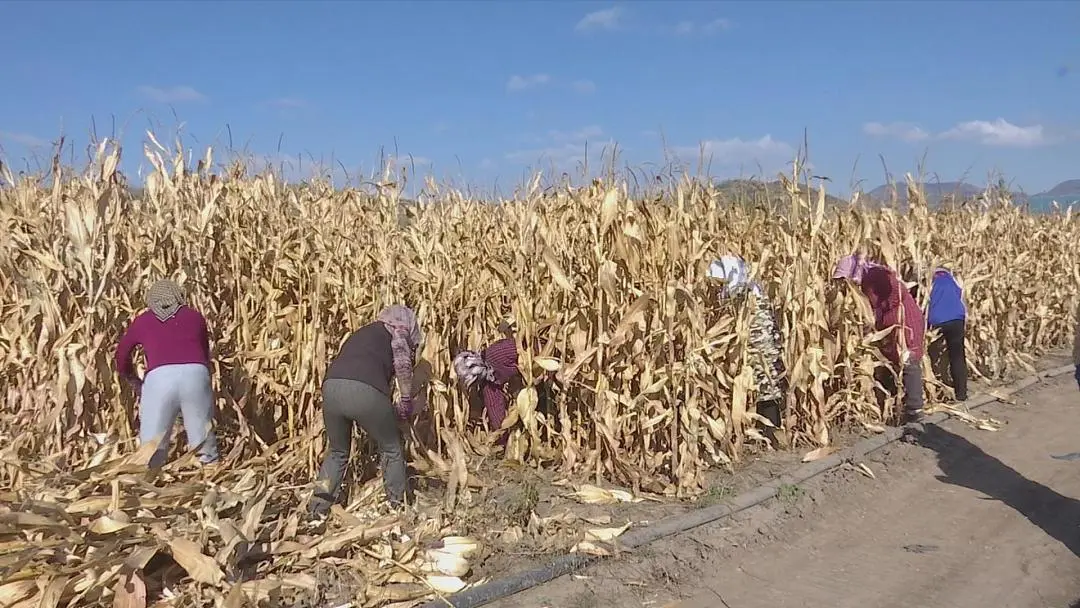 图片9.png 图片9.png