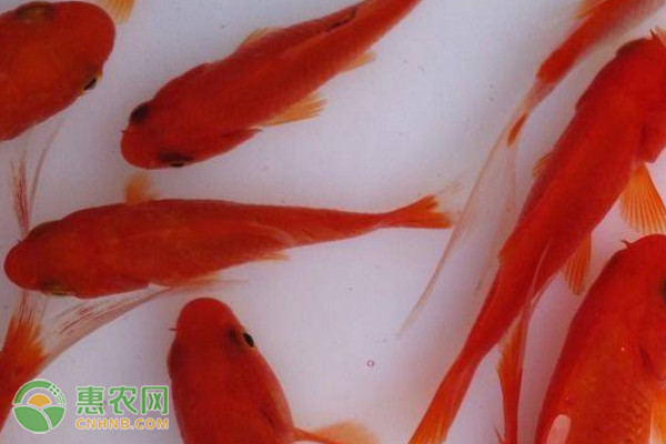新手入门养金鱼常识-图片版权归惠农网所有