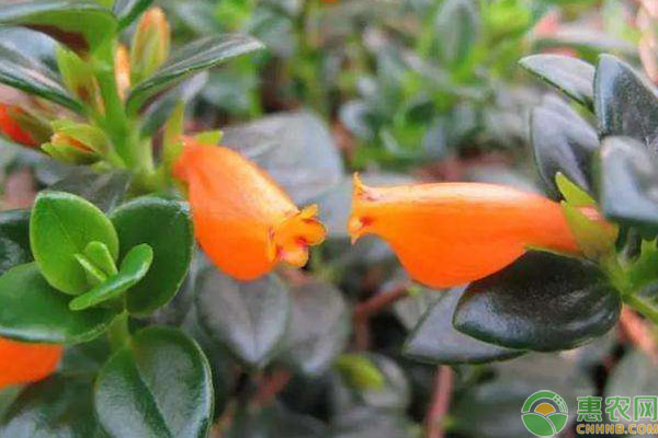 金鱼吊兰的养殖方法和注意事项-图片版权归惠农网所有