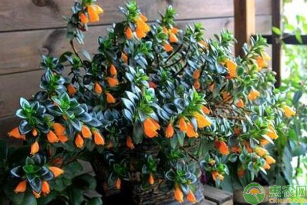 金鱼吊兰的养殖方法和注意事项-图片版权归惠农网所有