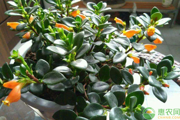 金鱼吊兰的养殖方法和注意事项-图片版权归惠农网所有