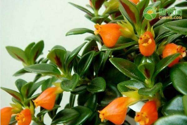 金鱼吊兰什么时候开花？花期长吗？-图片版权归惠农网所有