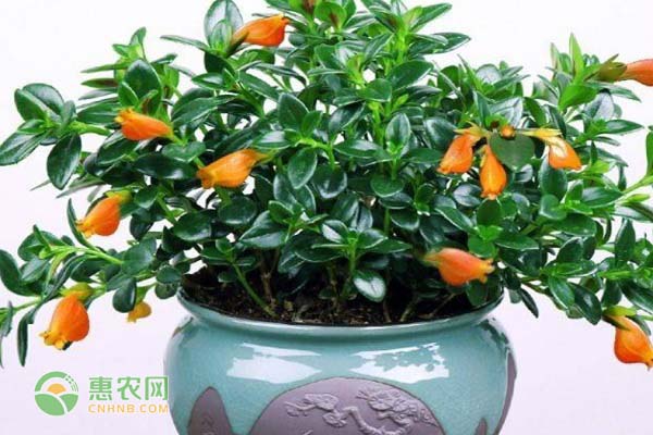 金鱼吊兰什么时候开花？花期长吗？-图片版权归惠农网所有