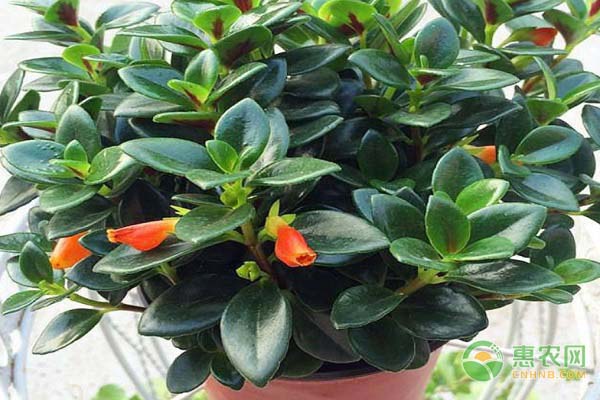 金鱼吊兰什么时候开花？花期长吗？-图片版权归惠农网所有