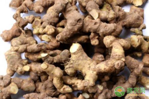 黄精的种植技术-图片版权归惠农网所有