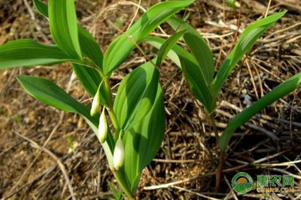 黄精的种植技术-图片版权归惠农网所有