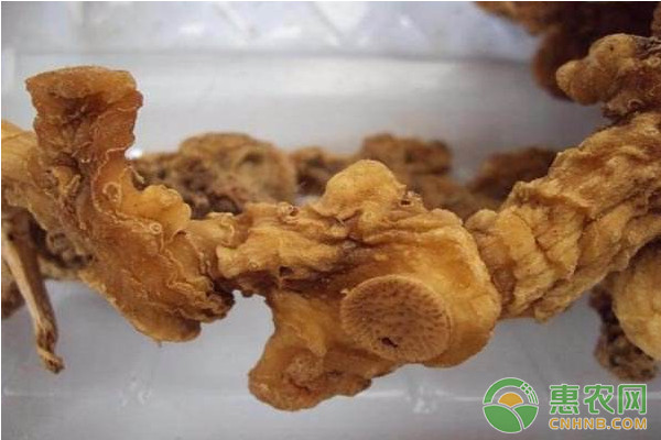 黄精怎么种植？黄精高效繁育种植技术-图片版权归惠农网所有