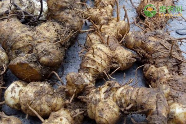 黄精种植技术要点-图片版权归惠农网所有