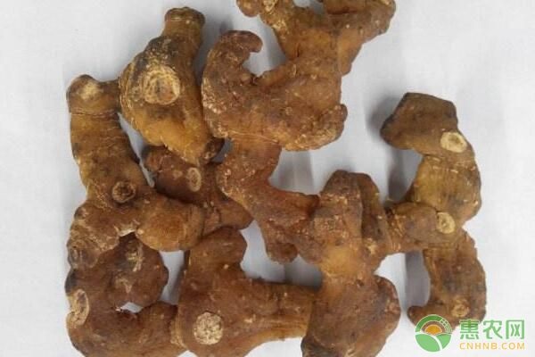 黄精种植技术要点-图片版权归惠农网所有