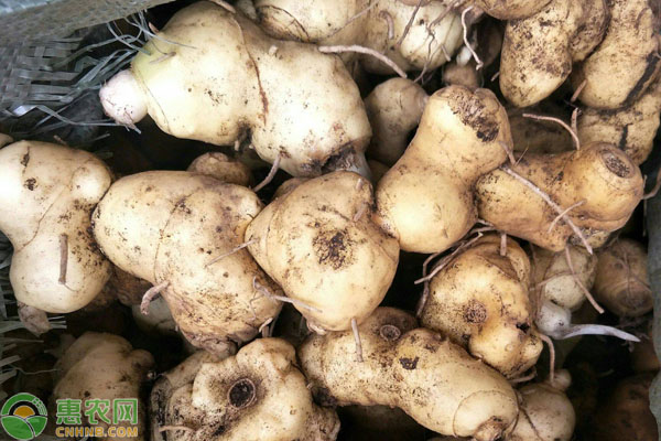 黄精种植技术要点-图片版权归惠农网所有