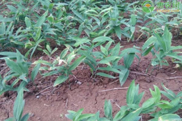 黄精的种植方法及条件-图片版权归惠农网所有