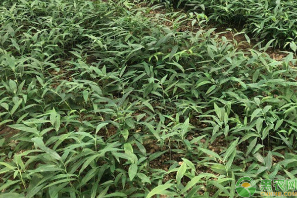 黄精的种植方法及条件-图片版权归惠农网所有