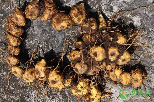 黄精的育苗管理技术-图片版权归惠农网所有