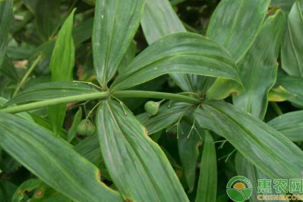 中药材种植技术：黄精种植技术要点-图片版权归惠农网所有