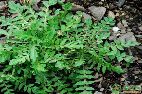 荠菜的种植时间及方法-图片版权归惠农网所有