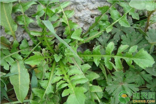 荠菜的种植时间及方法-图片版权归惠农网所有