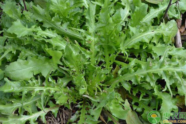 荠菜的种植时间及方法-图片版权归惠农网所有