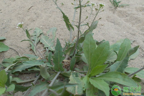 荠菜种植和采收时间是多久？荠菜高效种植技术讲解-图片版权归惠农网所有
