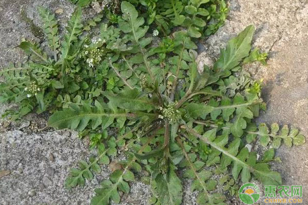 荠菜种植和采收时间是多久？荠菜高效种植技术讲解-图片版权归惠农网所有