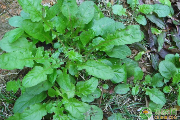 荠菜种植和采收时间是多久？荠菜高效种植技术讲解-图片版权归惠农网所有