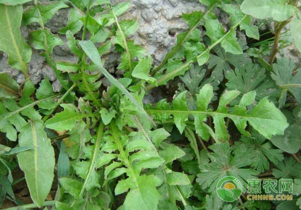 荠菜高效益规模化种植技术-图片版权归惠农网所有