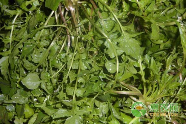 荠菜高效益规模化种植技术-图片版权归惠农网所有