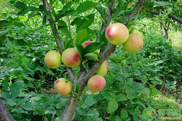 果树如何进行修剪？修剪果树有哪些好处？-图片版权归惠农网所有