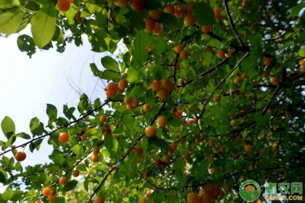 果树如何进行修剪？修剪果树有哪些好处？-图片版权归惠农网所有