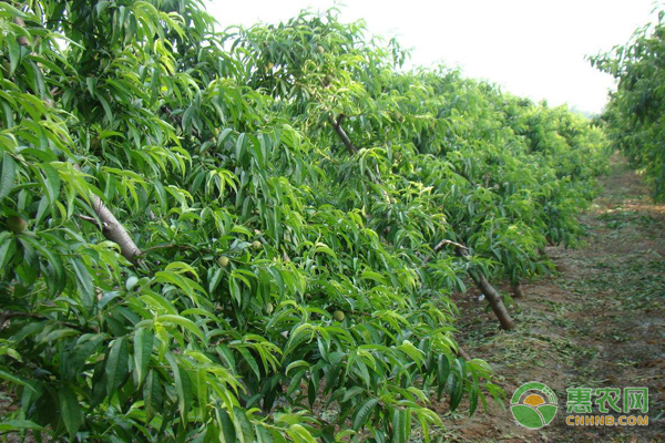 夏季怎么修剪果树?果树修剪这几项技术要记牢-图片版权归惠农网所有