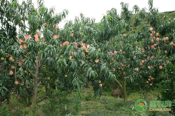 夏季怎么修剪果树?果树修剪这几项技术要记牢-图片版权归惠农网所有