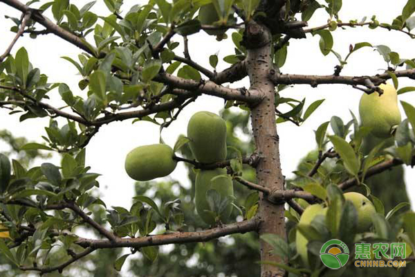 夏季怎么修剪果树?果树修剪这几项技术要记牢-图片版权归惠农网所有