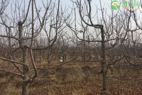 果树的修剪方法和技术-图片版权归惠农网所有