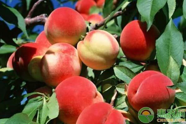 冬桃种植技术-图片版权归惠农网所有