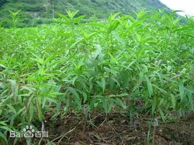 冬桃栽培技术-图片版权归惠农网所有