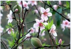 冬桃栽培技术-图片版权归惠农网所有