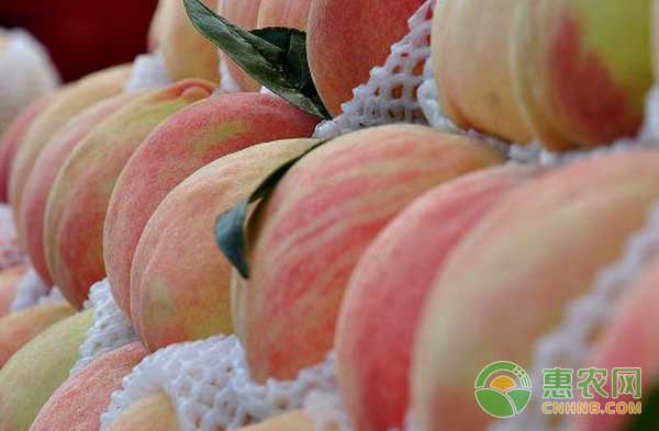 如何种植中华寿桃最简单？中华寿桃高效栽培技术-图片版权归惠农网所有