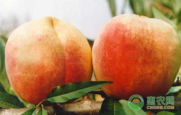 如何种植中华寿桃最简单？中华寿桃高效栽培技术-图片版权归惠农网所有
