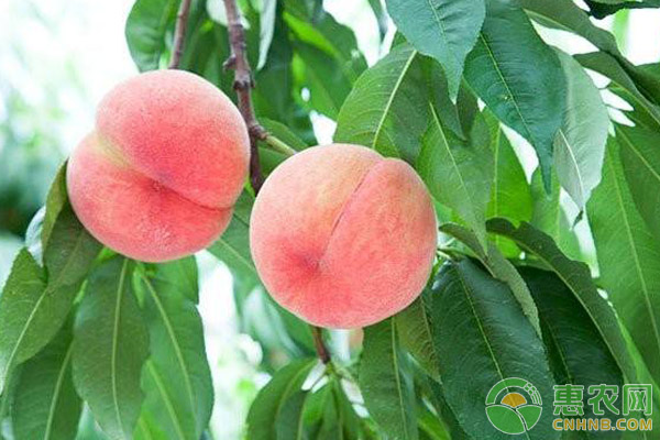桃树增产就要这样做——桃树采摘后的管理技巧-图片版权归惠农网所有