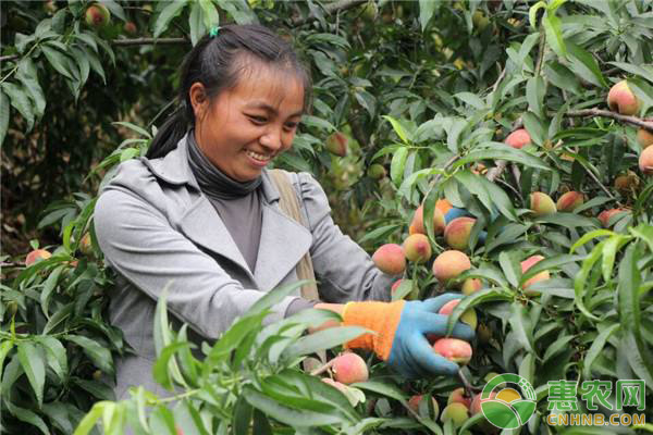 桃树增产就要这样做——桃树采摘后的管理技巧-图片版权归惠农网所有