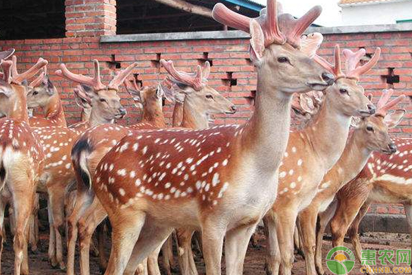 梅花鹿养殖技术要点-图片版权归惠农网所有