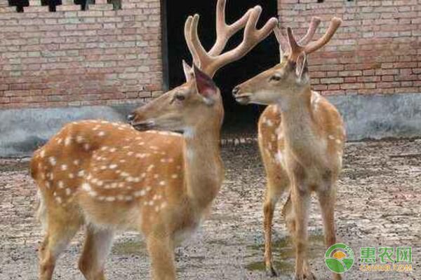 梅花鹿养殖技术要点-图片版权归惠农网所有