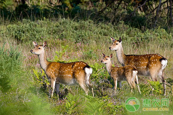 梅花鹿养殖技术：梅花鹿养殖知识大全-图片版权归惠农网所有