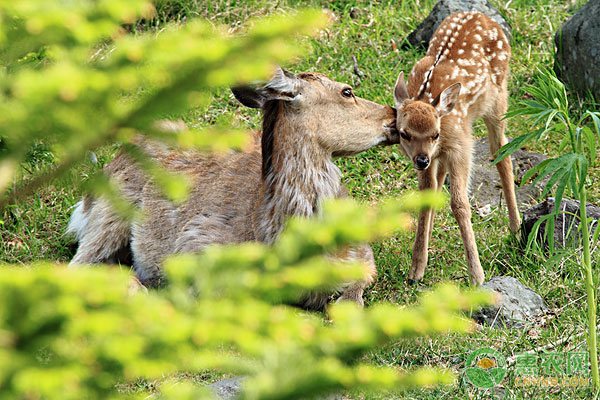 梅花鹿吃什么？梅花鹿喂养要点及注意事项-图片版权归惠农网所有