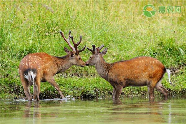 梅花鹿吃什么？梅花鹿喂养要点及注意事项-图片版权归惠农网所有