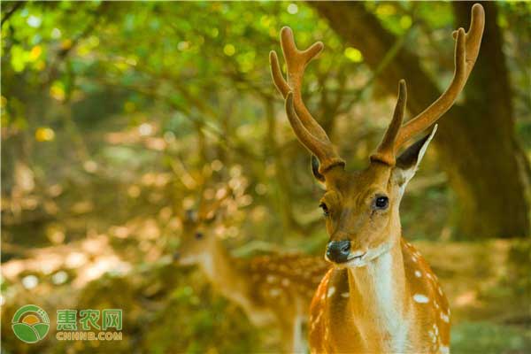 梅花鹿吃什么？梅花鹿喂养要点及注意事项-图片版权归惠农网所有