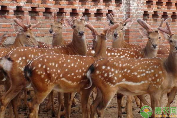 梅花鹿人工养殖方法技术-图片版权归惠农网所有
