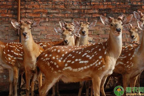 梅花鹿人工养殖方法技术-图片版权归惠农网所有