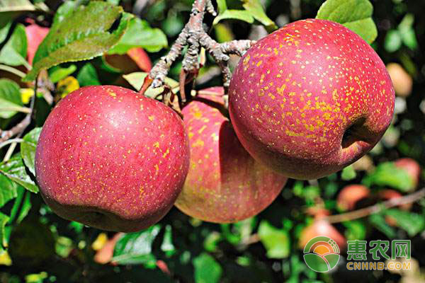 苹果树修剪技巧：苹果树怎么修剪?-图片版权归惠农网所有